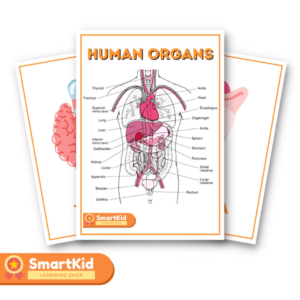 20 Human Organs Back-to-back Print Flashcards